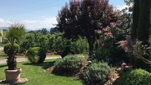 Un jardin avec différentes sortes de plantes et un palmier.