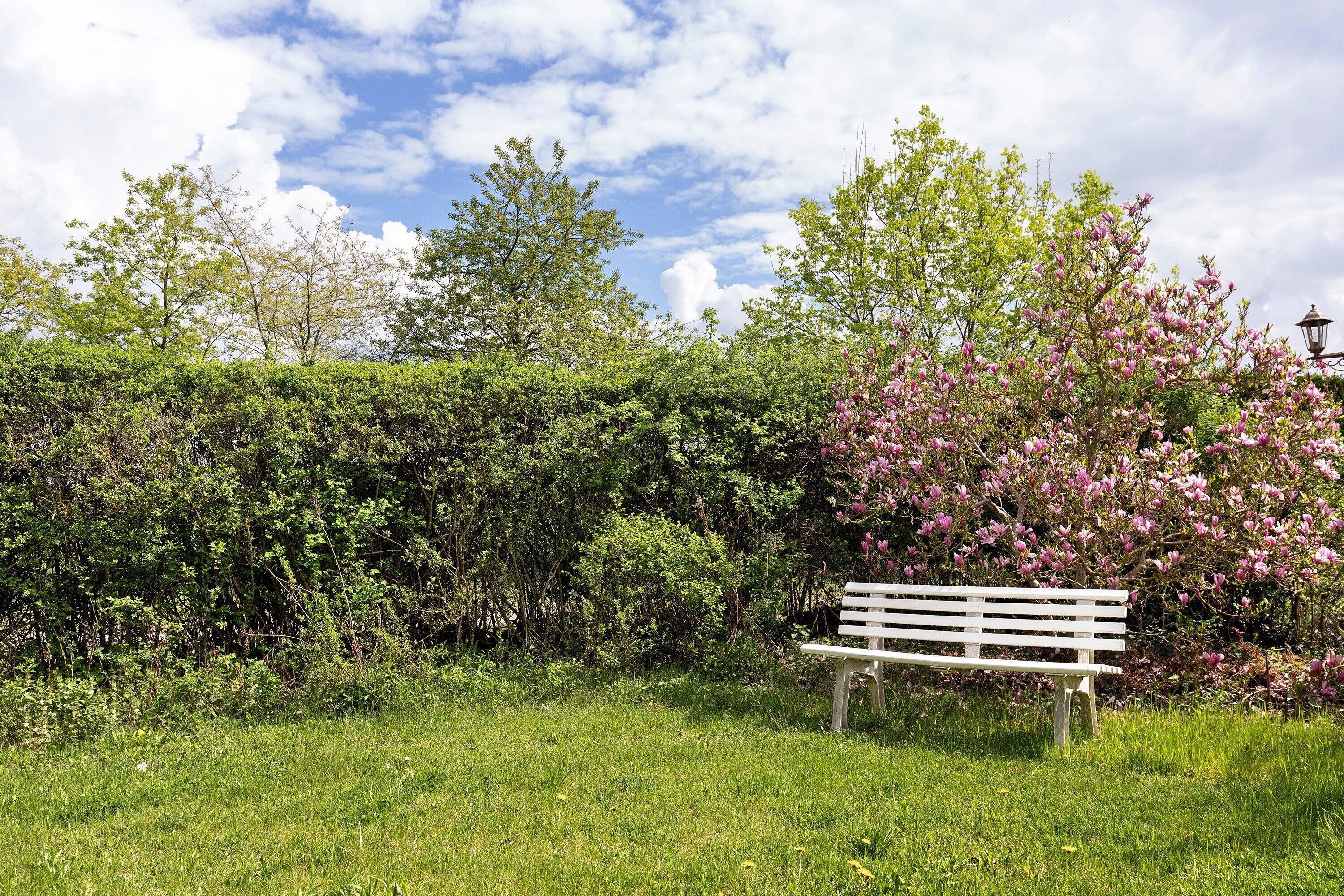 A bench in a grassy area with flowering trees and a hedge in the background.