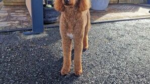 A poodle standing in front of a building with a stone and metal exterior, a large planter with flowers, and a fire feature. - Gleann Ciuin (Newry)