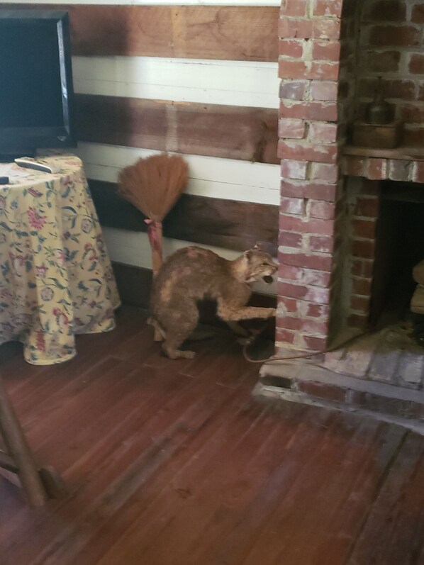 Un gato en un rincón de una habitación con chimenea de ladrillo, suelo de madera y una mesa con mantel floral.