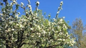 A tree with white blossoms in a grassy area.