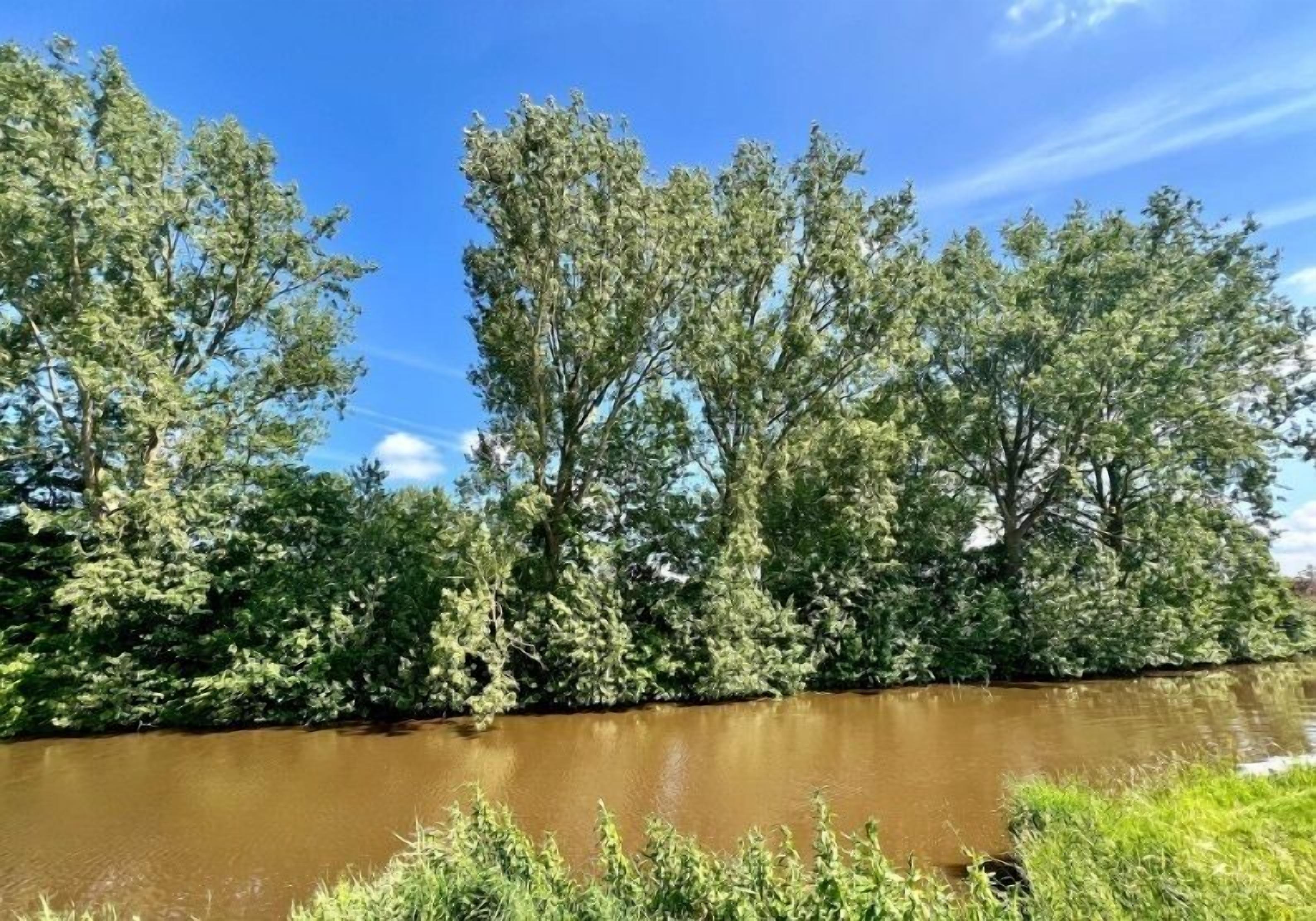 Un río flanqueado por una densa vegetación.