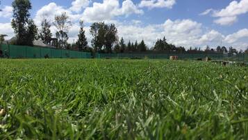 A grassy field with a green fence and trees in the background.