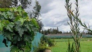 A garden with a variety of plants, a green lawn, and a blue tarp covering some plants.