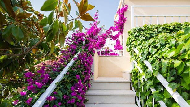 A staircase with white railings, surrounded by lush green foliage and vibrant pink flowers. - Apartments Roda - (Supetar)
