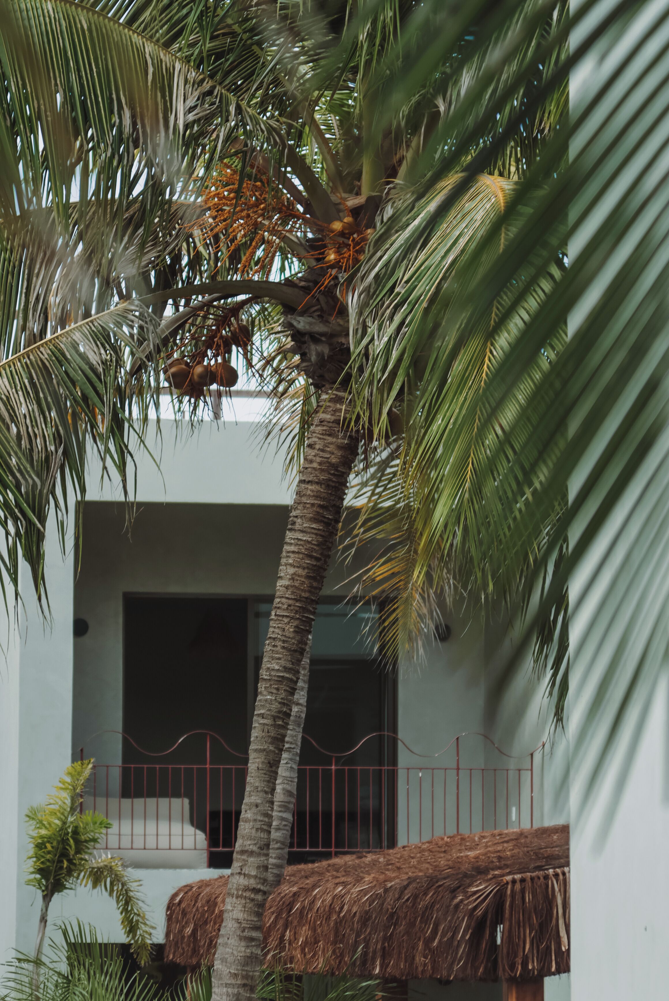 Una palmera con cocos, un banco de paja y un edificio blanco con balcón.