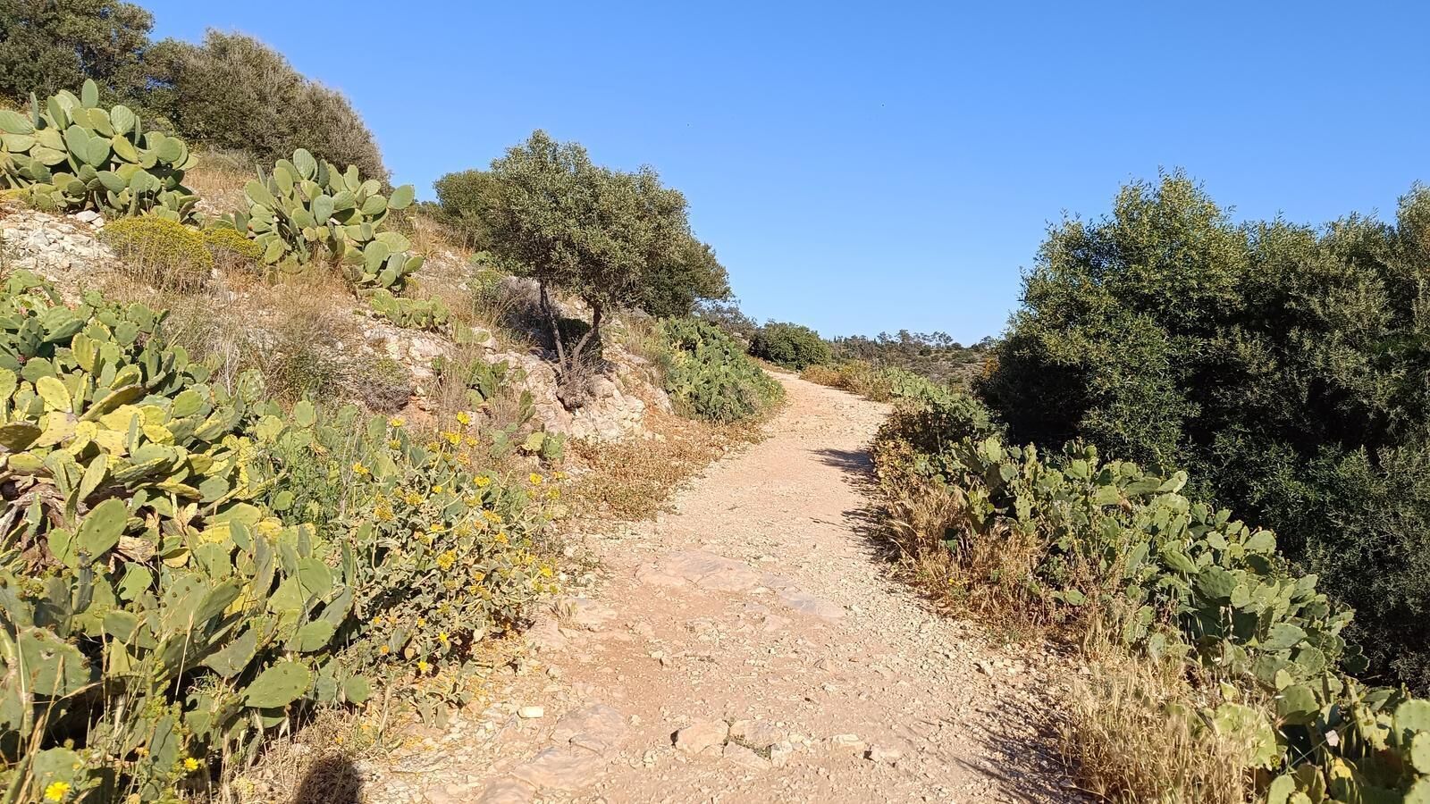 A dirt path surrounded by cacti and olive trees.