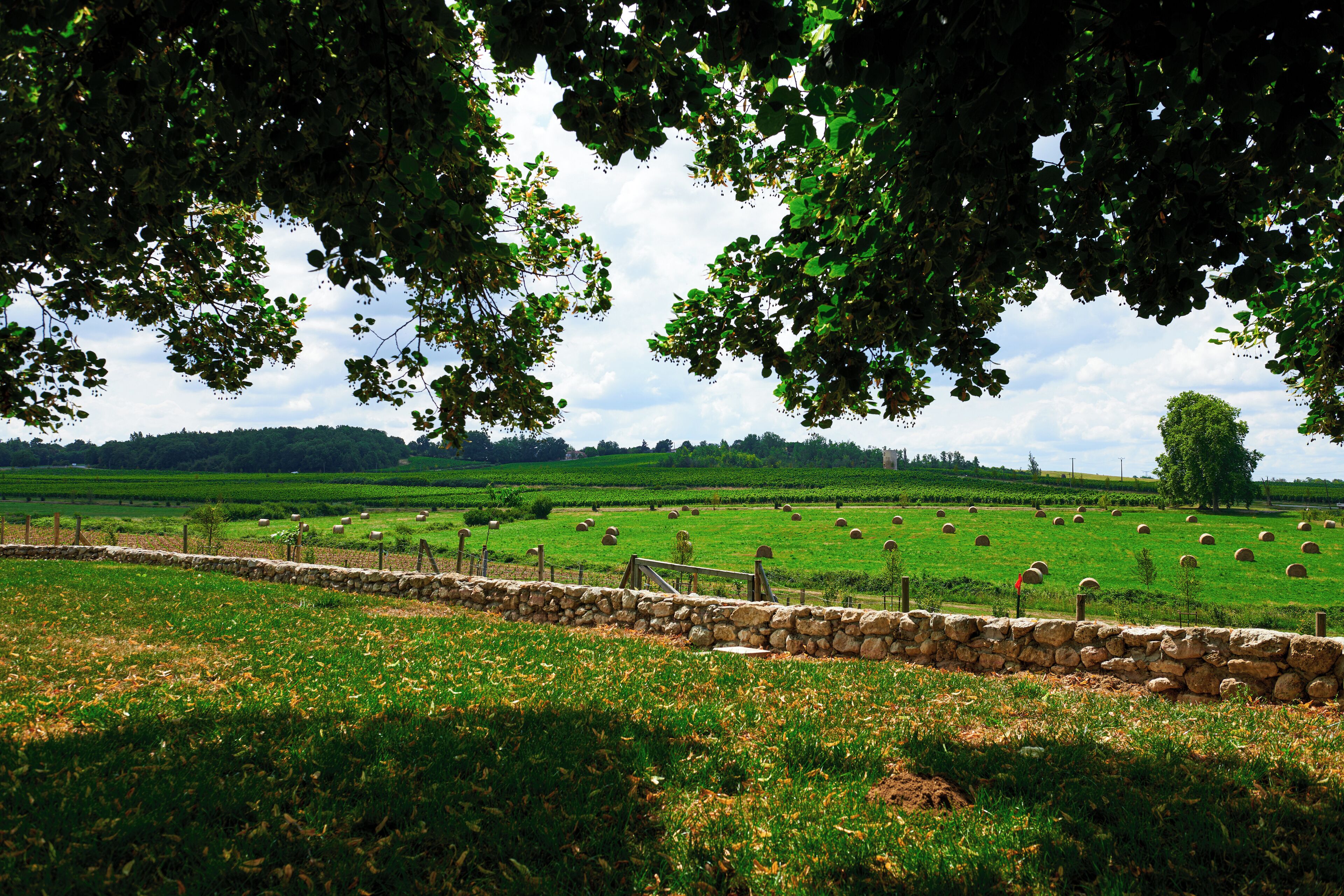 Paisaje rural con un muro de piedra, campos verdes y árboles dispersos.