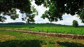 Paisaje rural con un muro de piedra, campos verdes y árboles dispersos.