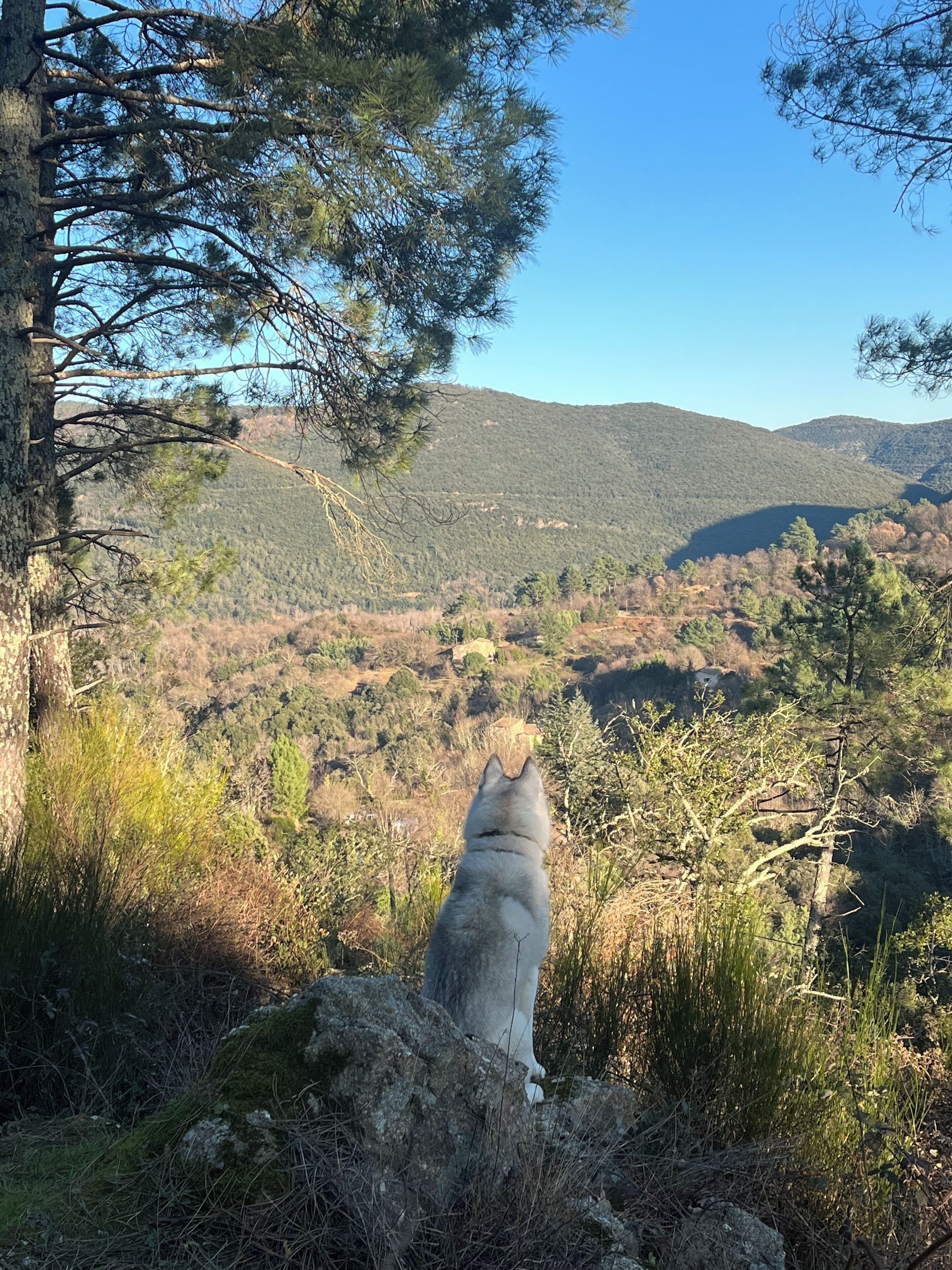 Un perro sentado sobre una roca con vistas a una cadena montañosa boscosa.