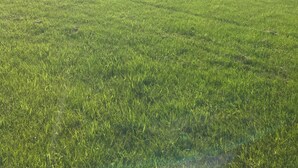 A grassy field with a house on the left and trees in the background. - Throw your tent anywhere! (Westmore)