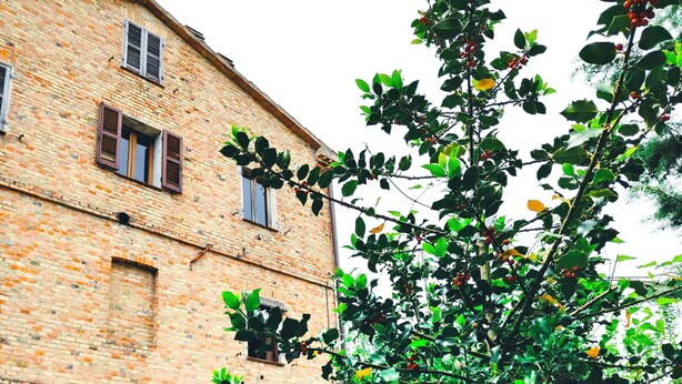 Un bâtiment en briques doté de nombreuses fenêtres, avec un arbre verdoyant et luxuriant au premier plan.