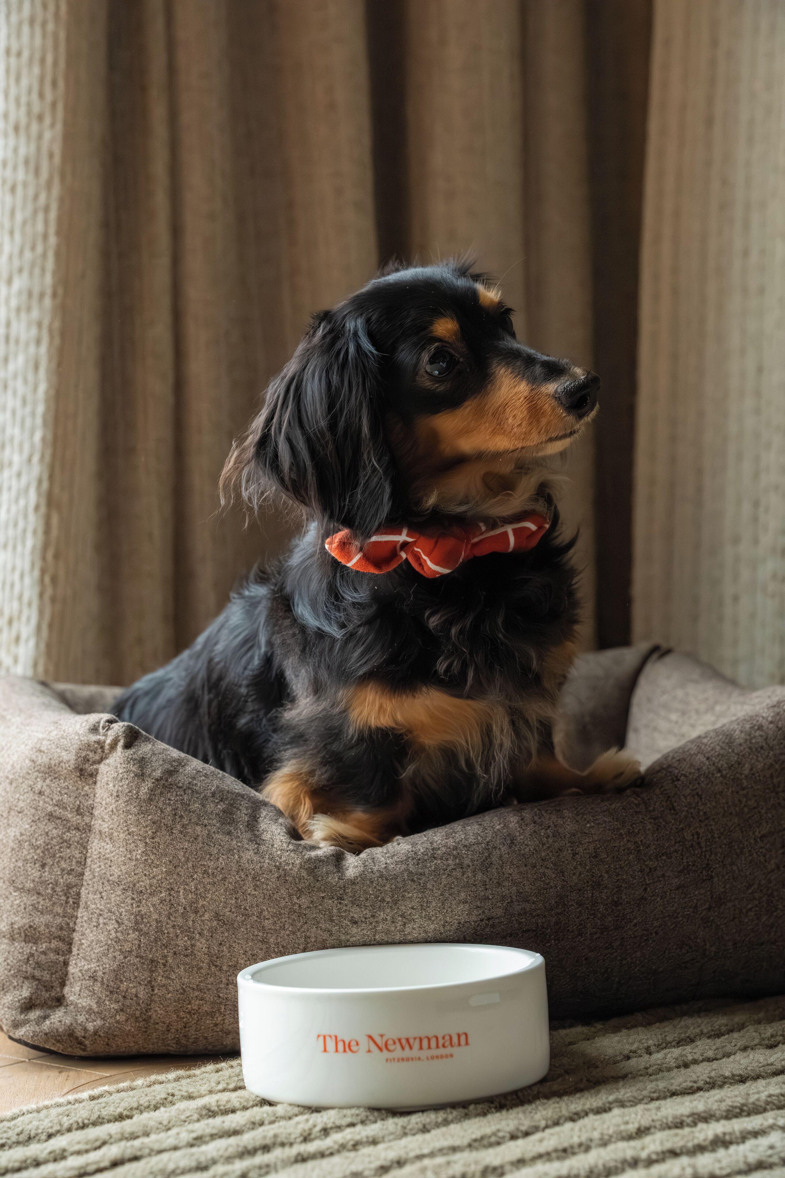 A dog in a pet bed with a bowl labeled 'The Newman' on a textured surface.
