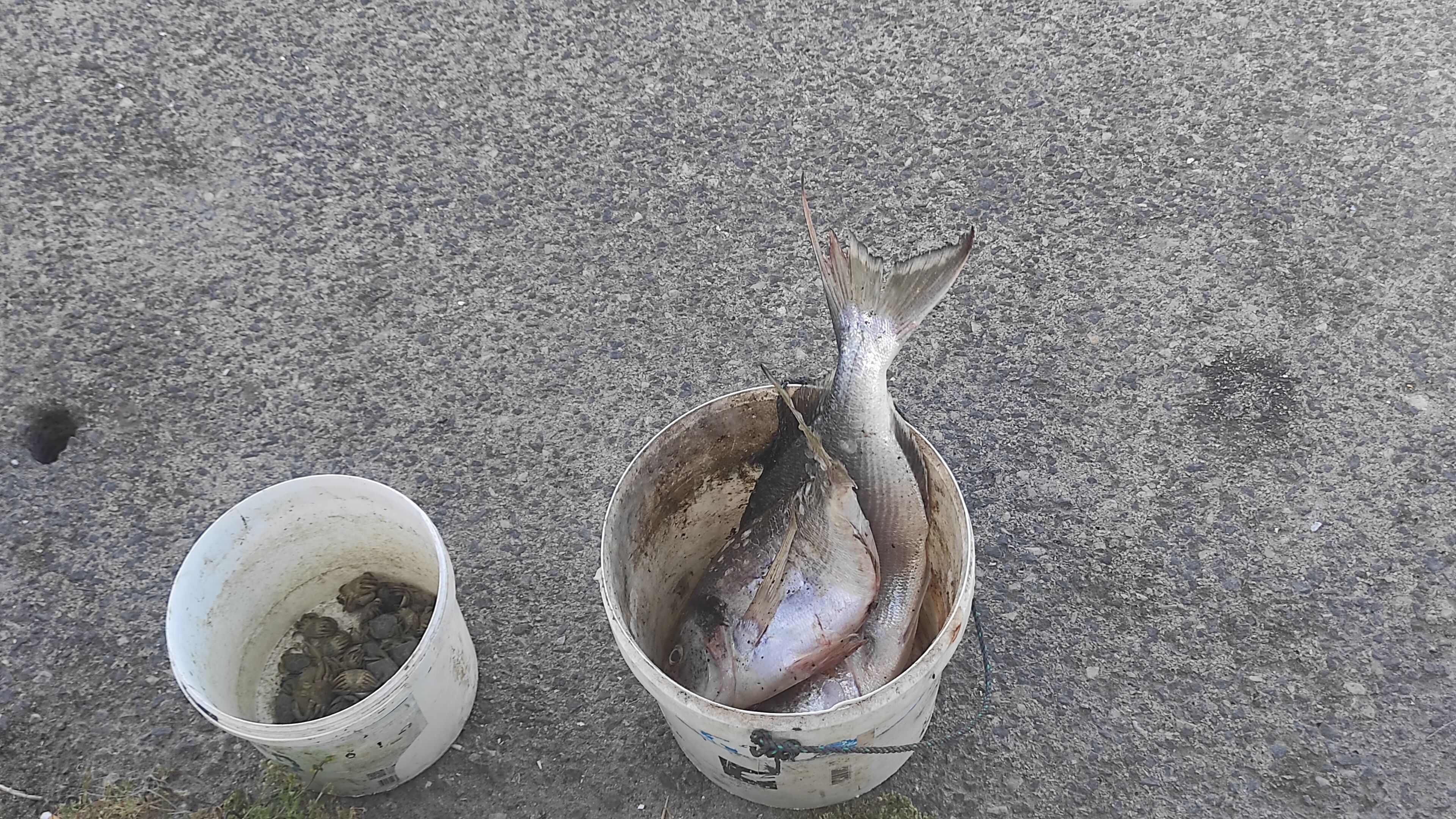 Zwei Eimer, einer mit Fischen, der andere leer.