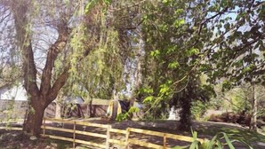 A wooden bridge over a pond with trees and vegetation around. - 1 Bedroom Chalet in Pruniers-en-Sologne (Pruniers-en-Sologne)