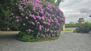 A gravel path with a large bush of purple flowers. - Mountpanther Holiday House (Downpatrick)