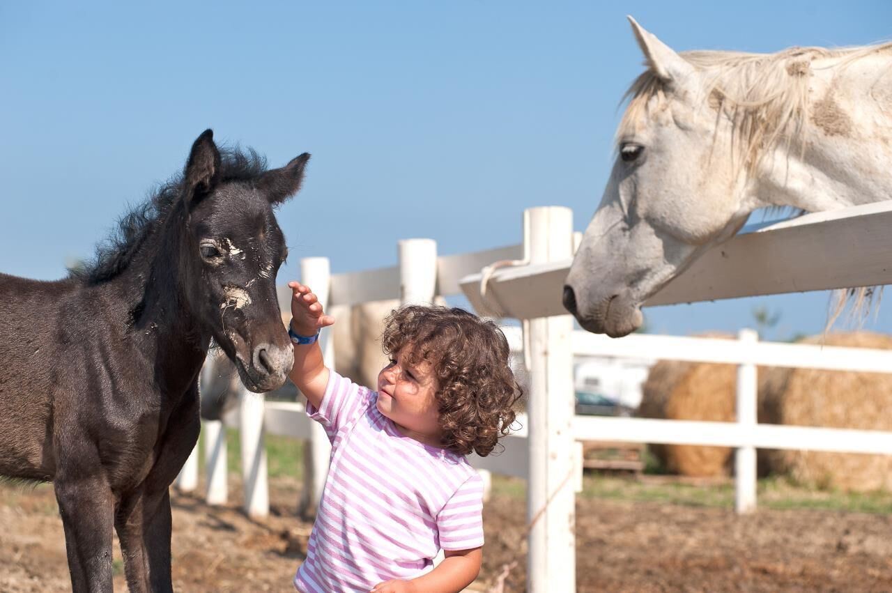 A child feeding a black horse and a white horse in a fenced area with hay bales in the background.