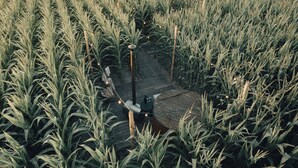 A wooden deck surrounded by tall grass fields. - Glamping La Ferme Tent I (Ingelmunster)