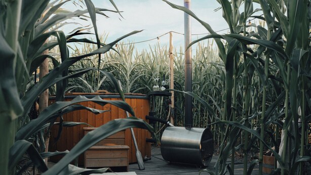 A rustic wooden deck with a hot tub, surrounded by tall corn plants. - Glamping La Ferme Tent II (Ingelmunster)