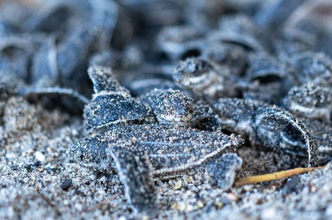 A close-up of a reptile with a textured, speckled skin, lying on a ground covered with small rocks and pebbles.