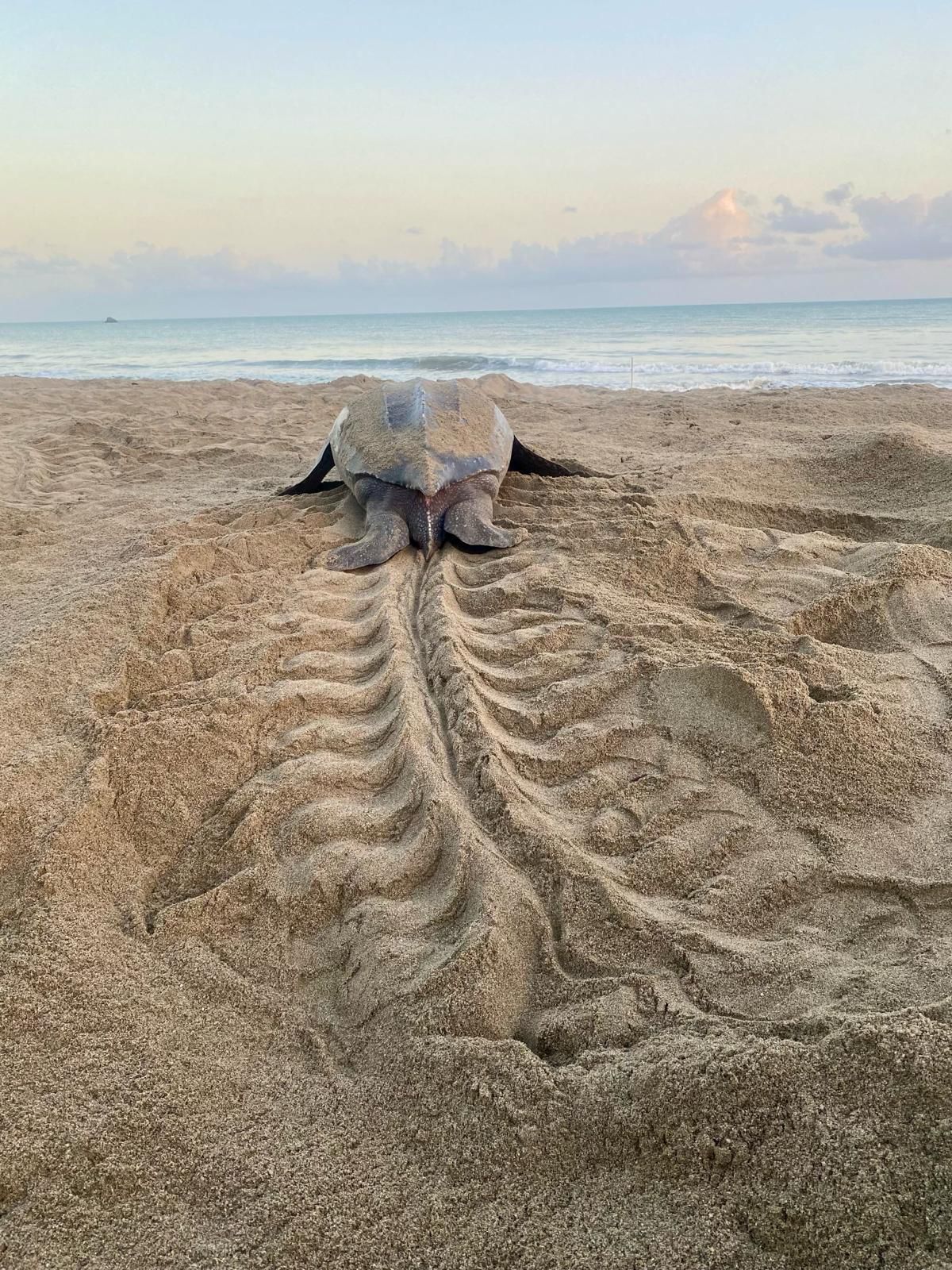 A turtle on a sandy beach with its shell imprint visible in the sand.