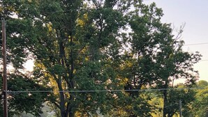 A grassy area with a small pavilion, a lake, and trees. - Bring Your Own Boat - Meticulously restored house on the Potomac River  (Hedgesville)