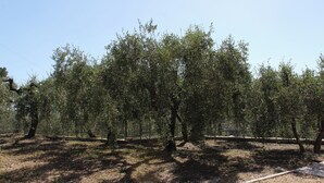 Un espace extérieur clos, agrémenté d’arbres et offrant une vue sur un ciel dégagé.