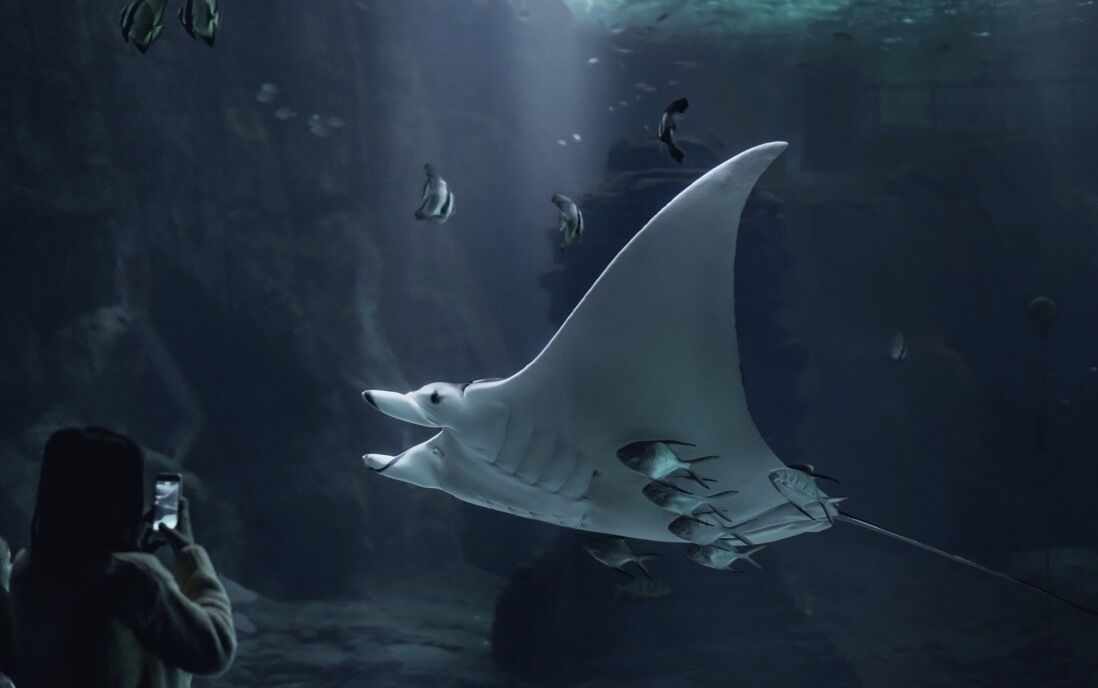 Ein Mantarochen schwimmt in einem Aquarium.