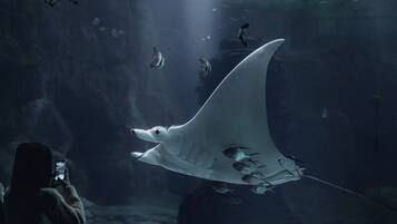Une raie manta nageant dans un aquarium.