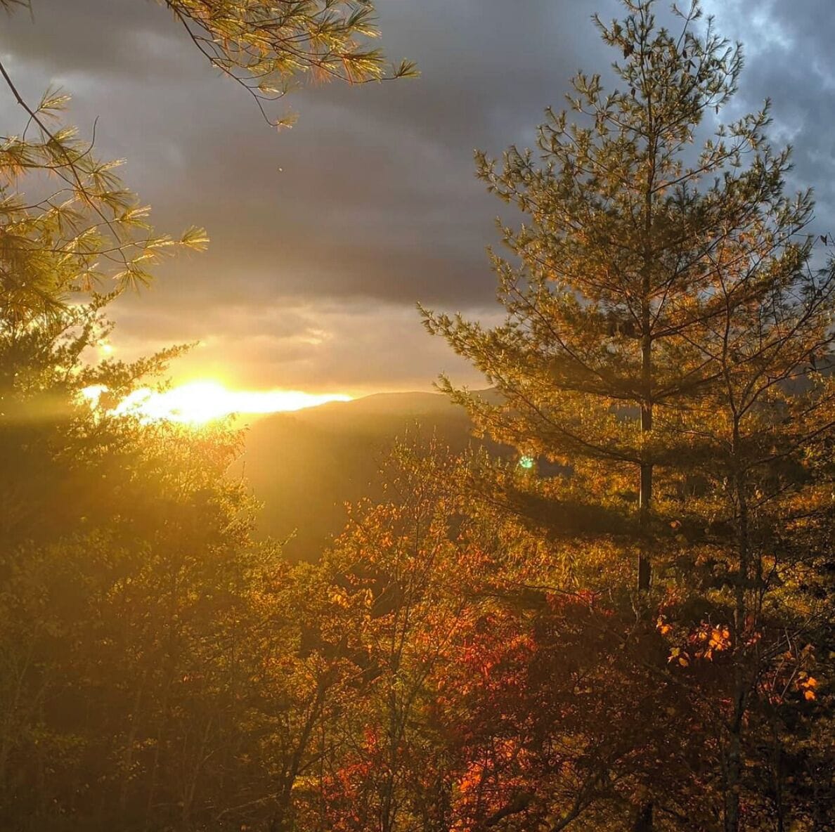 A forested landscape with sunlight filtering through trees.
