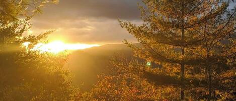 A forested landscape with sunlight filtering through trees.