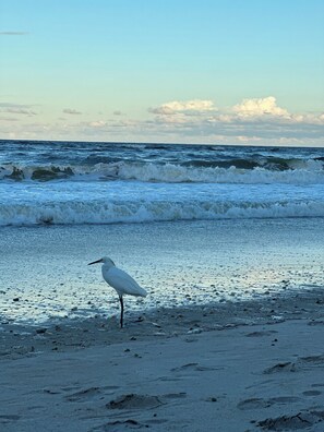En la playa, sillas reclinables de playa, toallas de playa