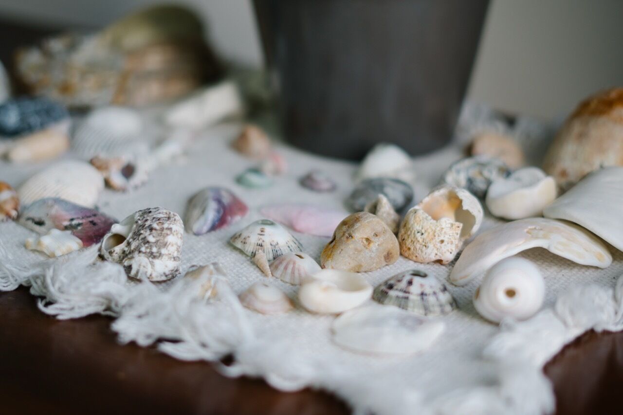 A collection of seashells on a textured surface.