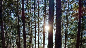 Uma floresta com árvores altas e uma cabana ao fundo.
