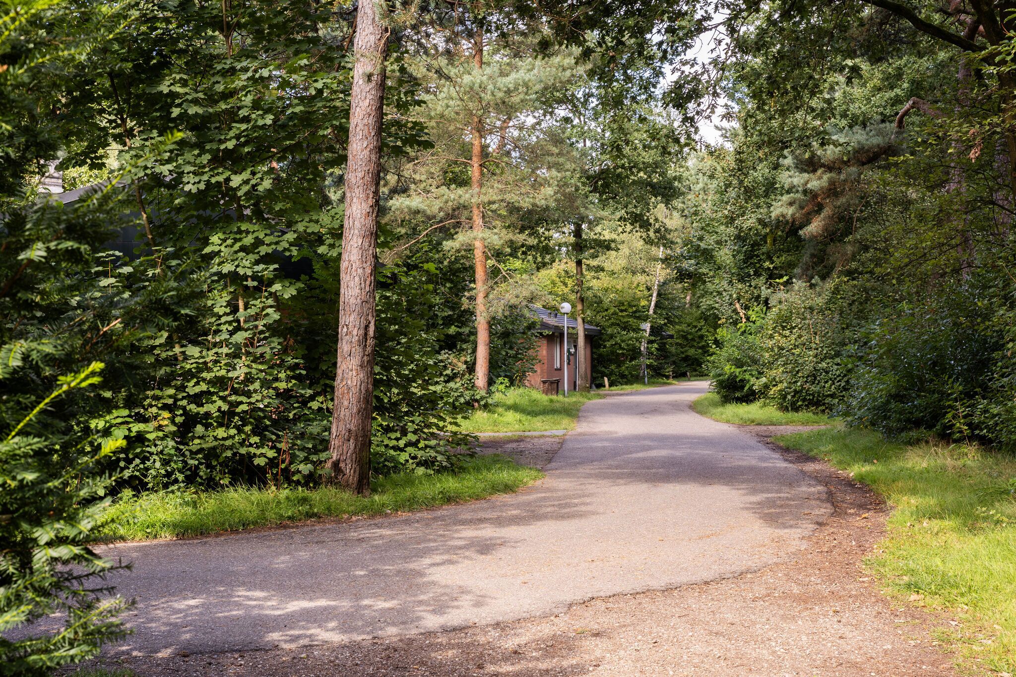 A narrow, paved path surrounded by dense greenery and trees, leading to a small building with a sloped roof.