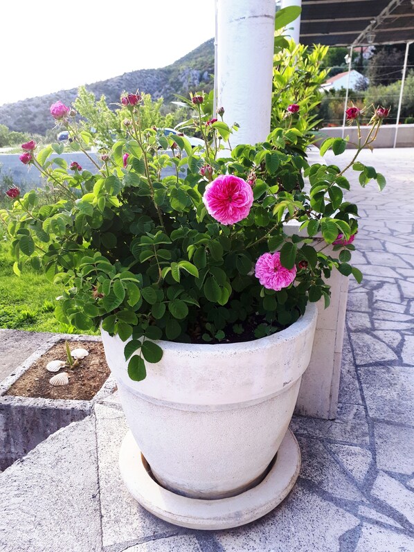 A potted plant with pink flowers on a tiled surface.