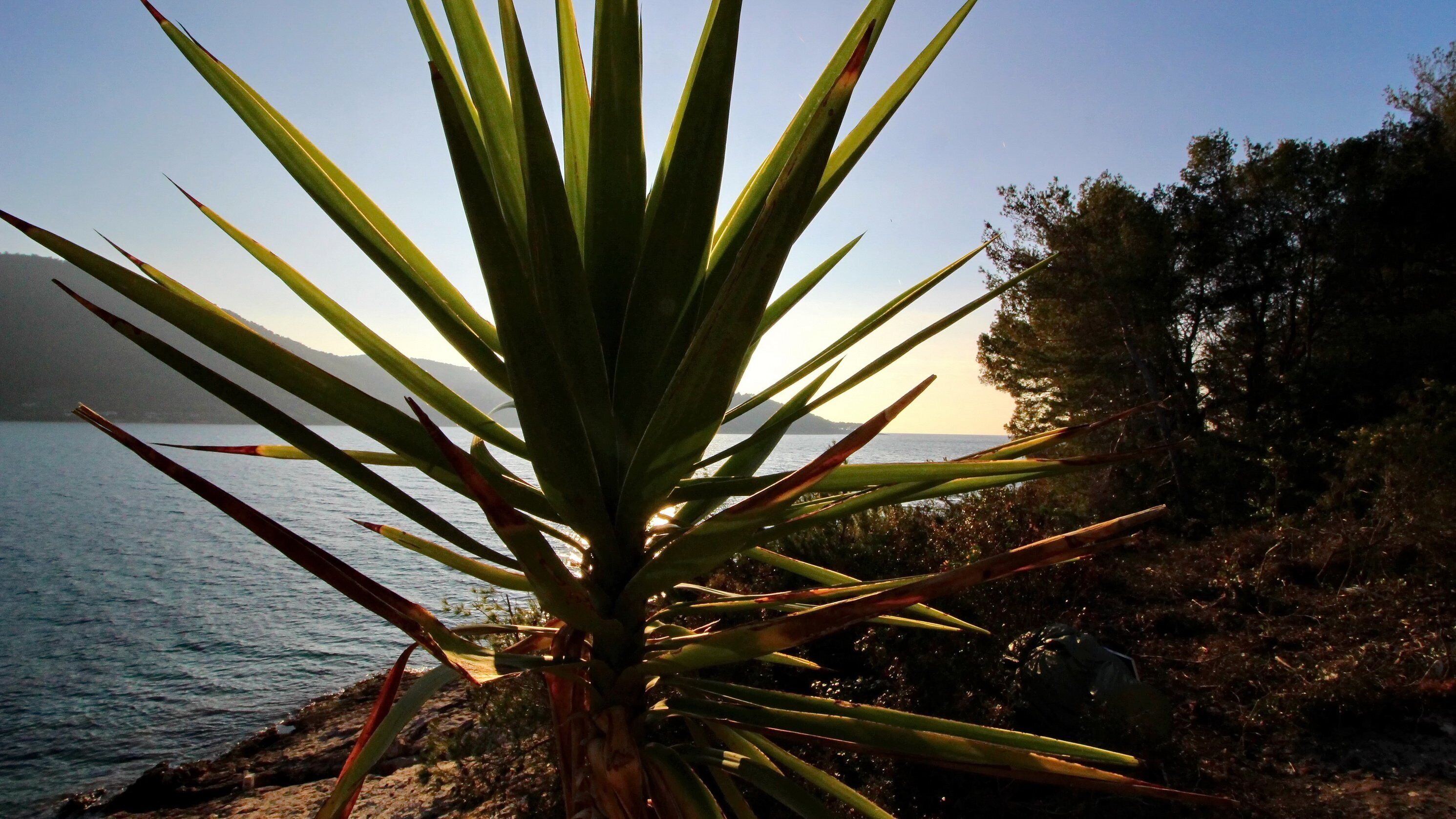 A plant with long, pointed leaves in front of a body of water and trees in the background.