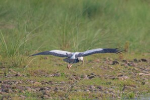 A bird in flight over a grassy area with rocks. - Bagaicha Adventure Resort (Devachuli)