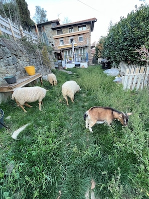 Jardines del alojamiento