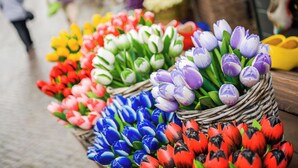 Bunte Tulpen, arrangiert in Weidenkörben.