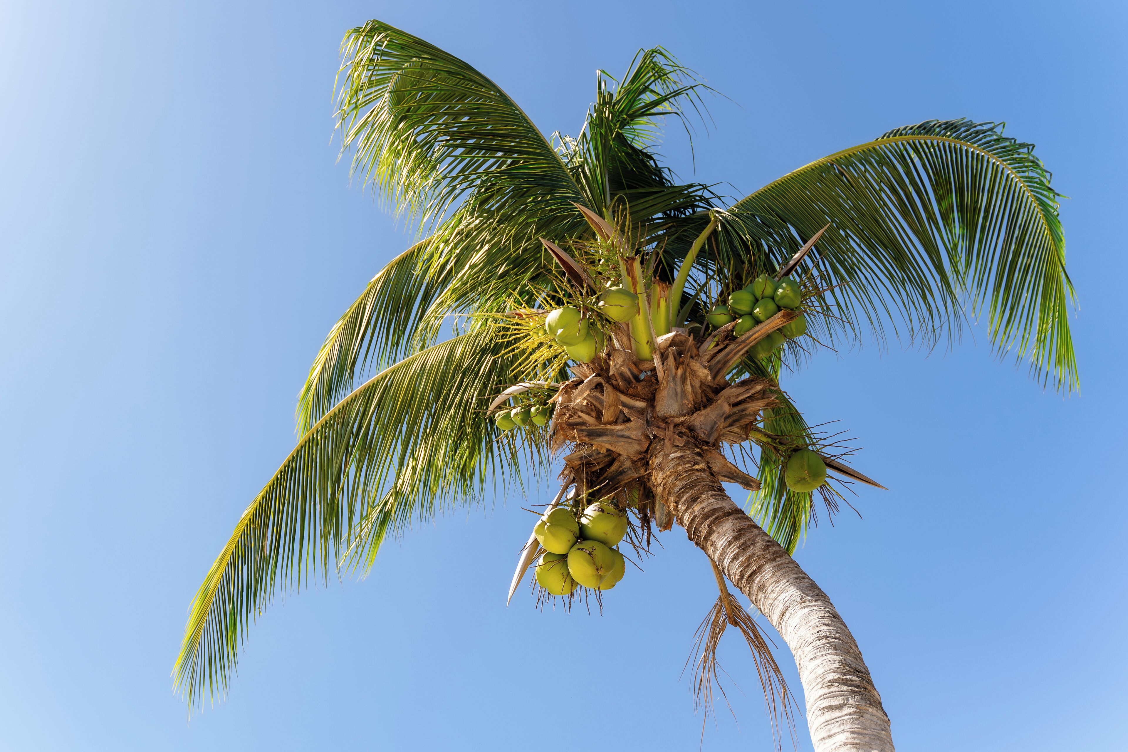 Una palmera con cocos contra un cielo azul despejado.
