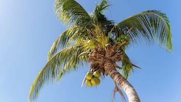 Una palmera con cocos contra un cielo azul despejado.