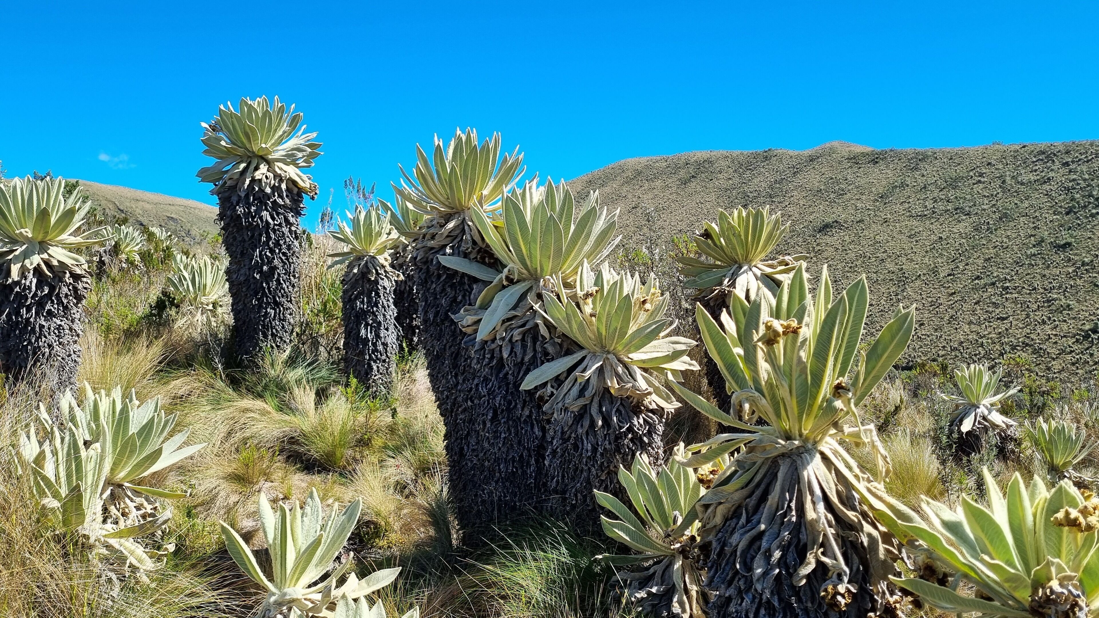 Paisagem desértica com cactos imensos e céu azul límpido.