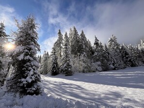 A snowy landscape with dense evergreen trees and a clear sky.