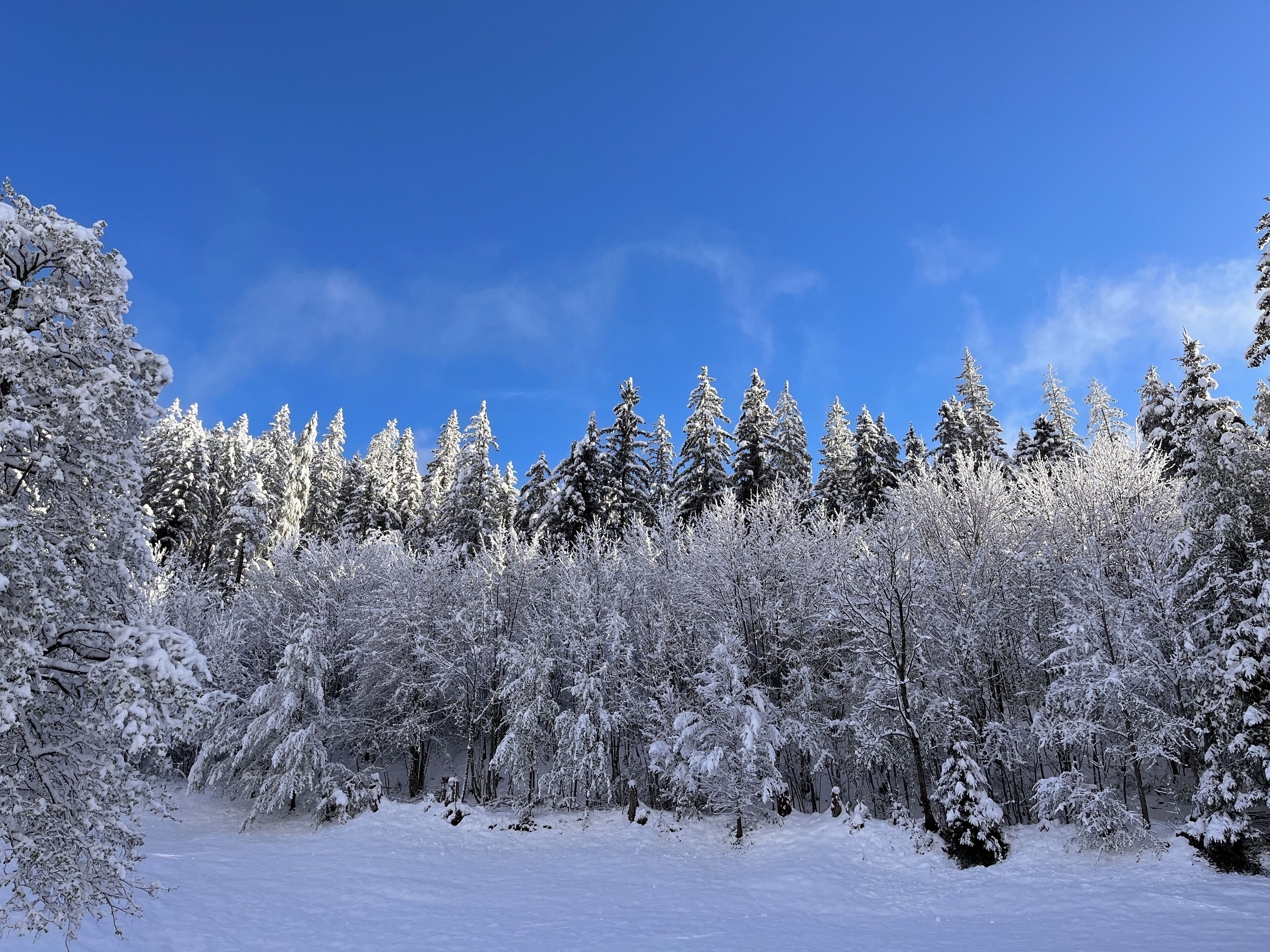 A snowy forest with dense evergreen trees and a clear blue sky.