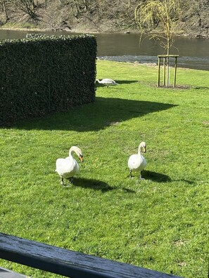 A grassy area with two swans and a hedge.