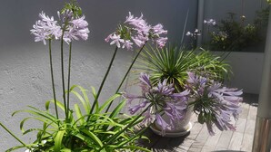 Een potplant met paarse bloemen en groen blad in een open omgeving.