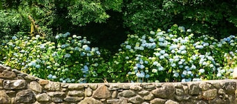 Rose Cottage - sleeps 6 guests in 3 bedrooms