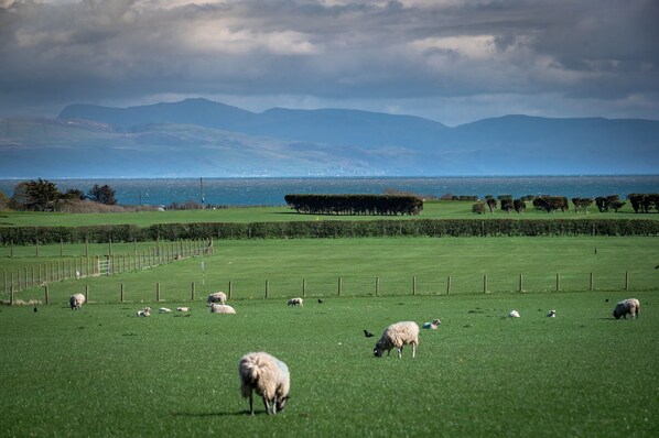 A green field with sheep grazing, a hedge, and a distant view of mountains and the sea. - Ty Bach, Llanbedrog - sleeps 6 guests  in 3 bedrooms (Pwllheli)