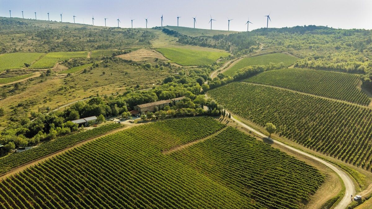 Un vignoble avec des rangées de vignes et des éoliennes en arrière-plan.
